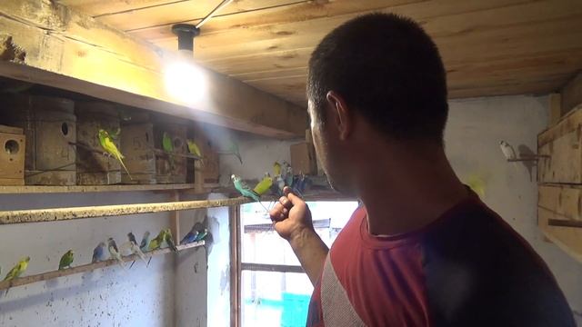 Минералка для всех видов попугаев. смотреть онлайн