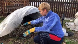 Роза на штамбе после зимы