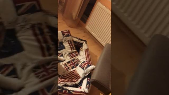 Щенок укладывается спать смотреть онлайн