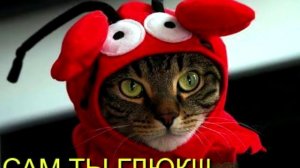 Позитивный обзор пассат Б6 (WV Passat B6)