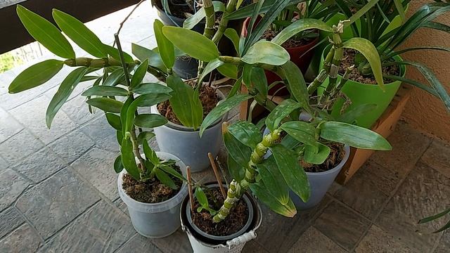 Уход за орхидеей Дендробиум Нобиле в переходной период от лета к осени. смотреть онлайн