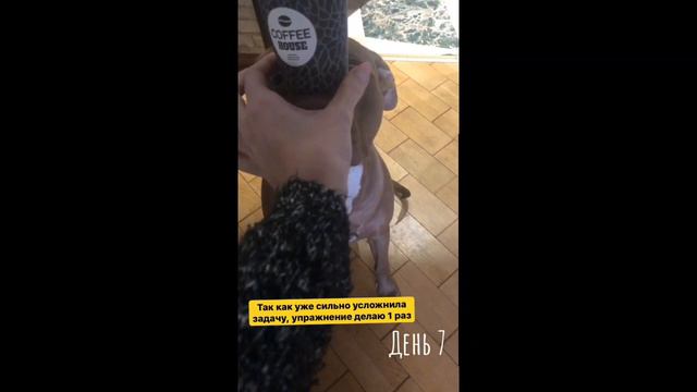 Учу собаку приносить стаканчик. День 7. смотреть онлайн