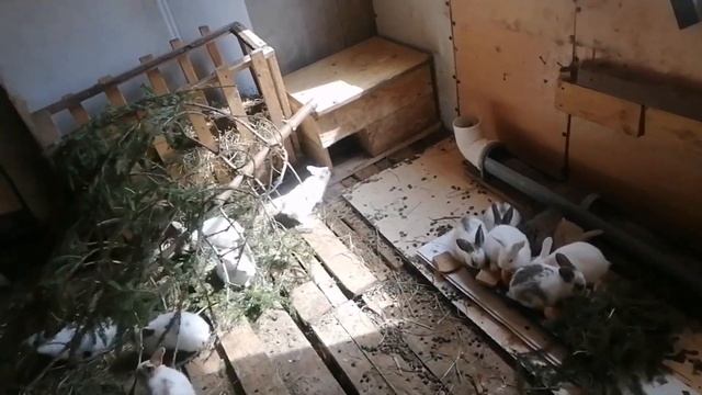 ПЕРЕСЕЛЕНИЕ.. КРОЛИКИ В  ВОЛЬЕРЕ... МАЛЕНЬКИХ В МАТОЧНИКИ, СПЛОШНЫЕ ПЕРЕЕЗДЫ...