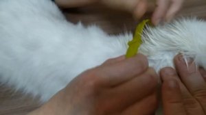 Как одеть ошейник от блох кошке или коту ?