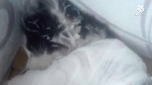 Дети скинули котенка с 8 этажа, а потом наблюдали, как он падал вниз… все были поражены его... смотреть онлайн