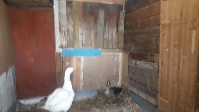 Яйценоскость домашней птицы в морозы#куры_несутся_в_любые_морозы#утки_куры_в_морозы#