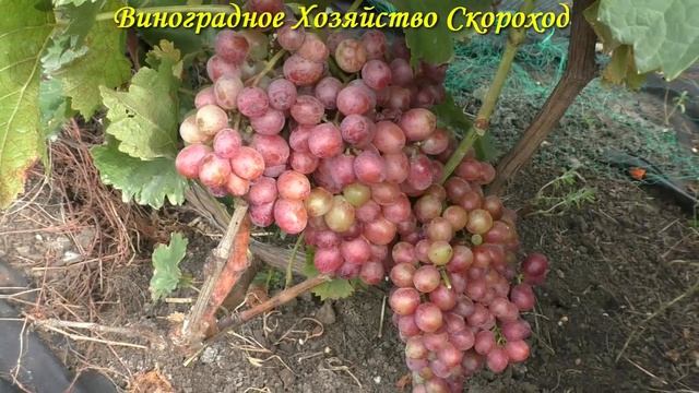 Виноград 2022. Кишмиш Шарлота смотреть онлайн