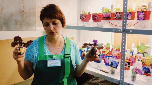 Удачный Сад на Терешковой, 21. Сортовые коллекционные фиалки смотреть онлайн