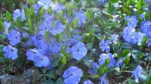 Барвинок  –  Выращивание и уход