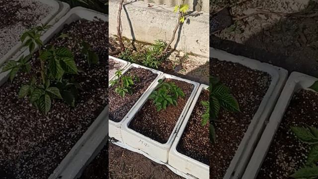 Маточный корень малины и ежевики на осень смотреть онлайн