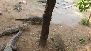 Крокодил жрет курицу!:)