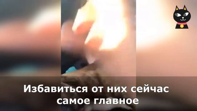 Потерявшийся боксер бегал прямо по дороге, судя по виду он не ел пару месяцев смотреть онлайн