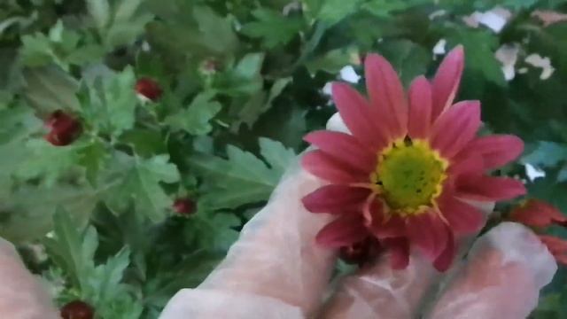 Эксперимент - горшечные хризантемы в открытом грунте! смотреть онлайн