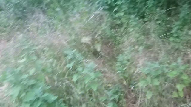 Reygrass bir fiyaskomu 😱😱 смотреть онлайн