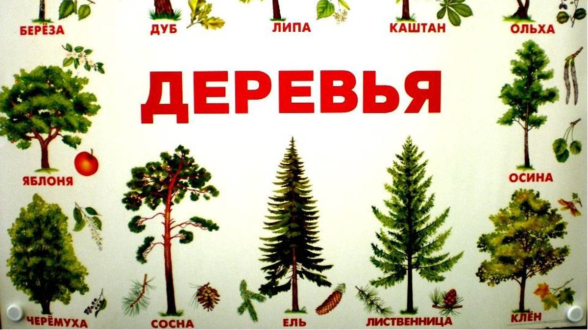 Деревья, листья и их название  - Карточки ДОМАНА - Обучающие, Развивающие  видео для детей