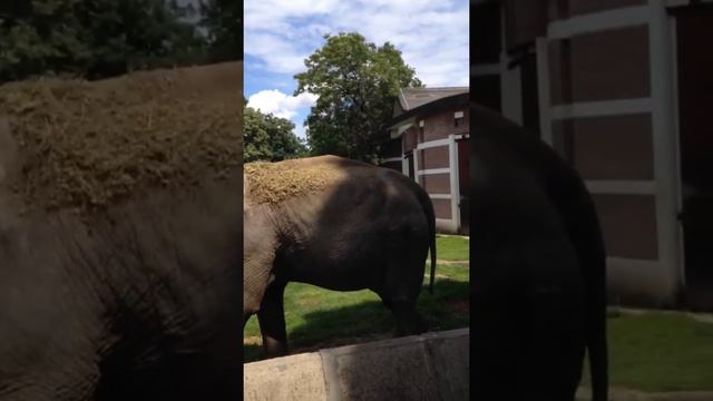 ZOO Belgrade city Serbia Белград Сербия Зоопарк смотреть онлайн