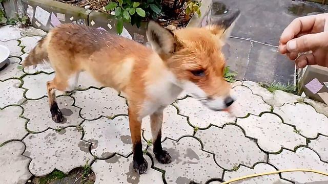 (571) Лиса приходит в гости. Июль 2023 смотреть онлайн