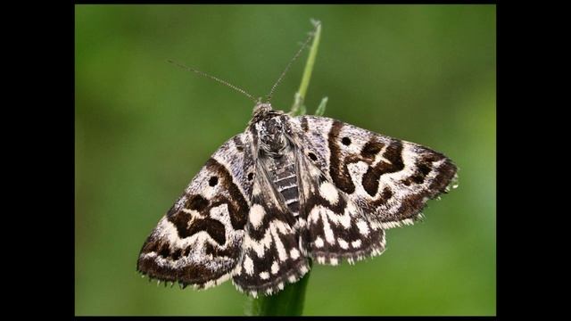 Бабочки - 2 смотреть онлайн