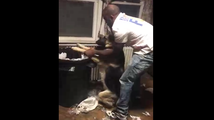 мужчина воспитывает своих овчарок смотреть онлайн