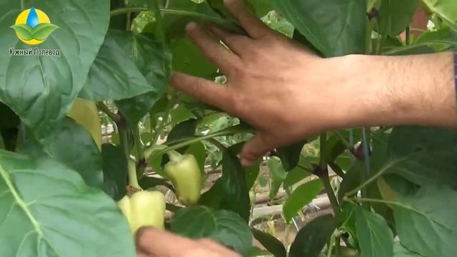 Выращивание гибрида сладкого перца Мадонна F1 - Madonna F1 в теплице (29.04.2016) смотреть онлайн