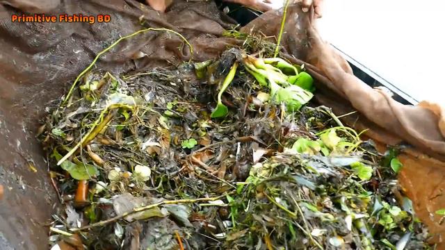 Best Country Fish Catching in River Freshwater by Net смотреть онлайн