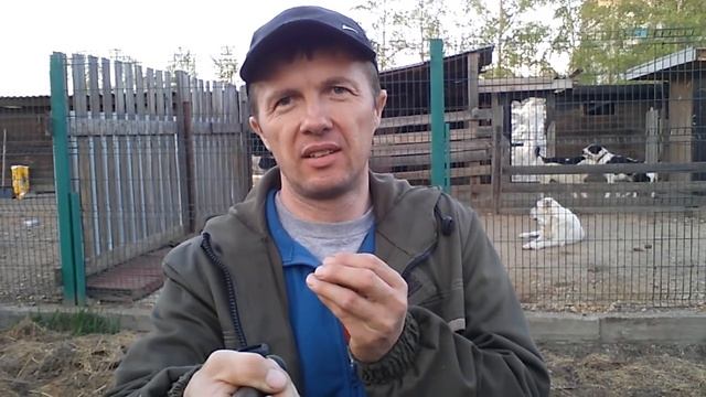 Бугай Алабай. Как оформить питомник и кто такой ЗАВОДЧИК? смотреть онлайн