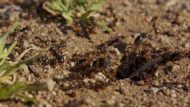 МУРАВЬИ? У ВАС ИХ БОЛЬШЕ НЕ БУДЕТ НИКОГДА! СУПЕР ЭФФЕКТИВНОЕ СРЕДСТВО смотреть онлайн