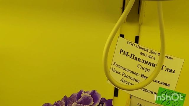 28.07.23./НОВАЯ ВЫСТАВКА фиалок в Доме фиалок(Р)#фиалки#выставка#домфиалки# смотреть онлайн