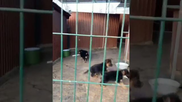 Щенки немецкой овчарки в Чите с доставкой по России смотреть онлайн
