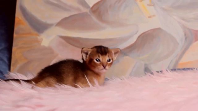 Абиссинский мальчик 2 из питомника СПб. Возможна доставка в др города. Подробности на сайте. смотреть онлайн