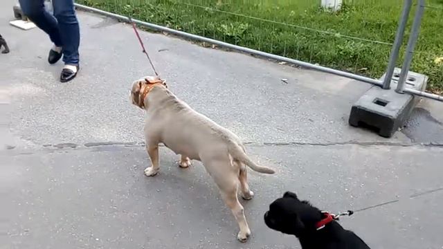 ЦПКиО на Елагином 🏝️ острове(2) смотреть онлайн