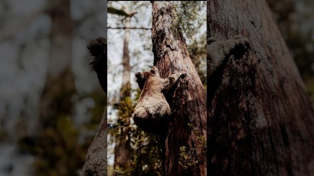 Koala Bears | Koala | Phascolarctos cinereus смотреть онлайн
