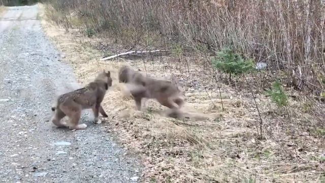 «Человеческие» крики двух диких рысей смотреть онлайн