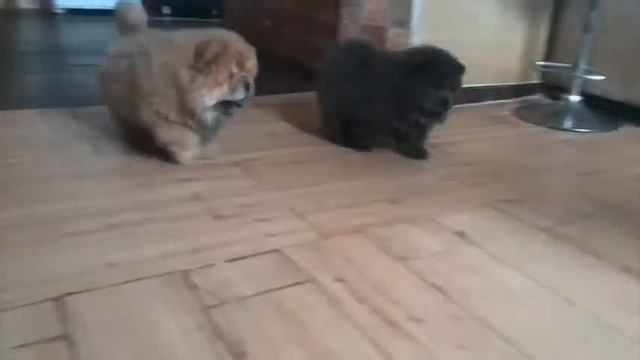 Рождественские Чау-Чау смотреть онлайн