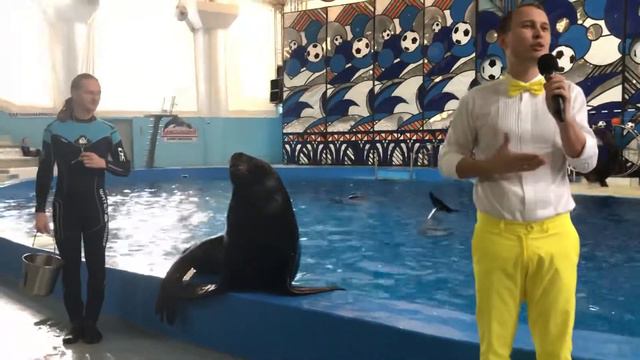 Сочи, парк «Ривьера» -дельфинарий смотреть онлайн