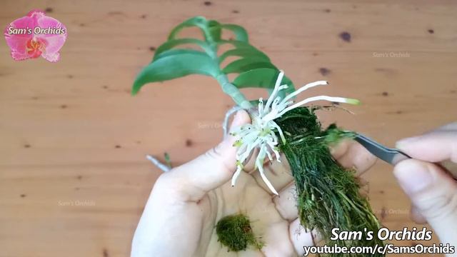 ➊➒Orchid in full water culture-hydroponic【Dendrobium aphyllum】 смотреть онлайн