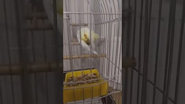 Мифы о содержании корелл смотреть онлайн