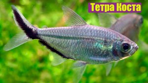 Тетра Коста - Moenkhausia costae