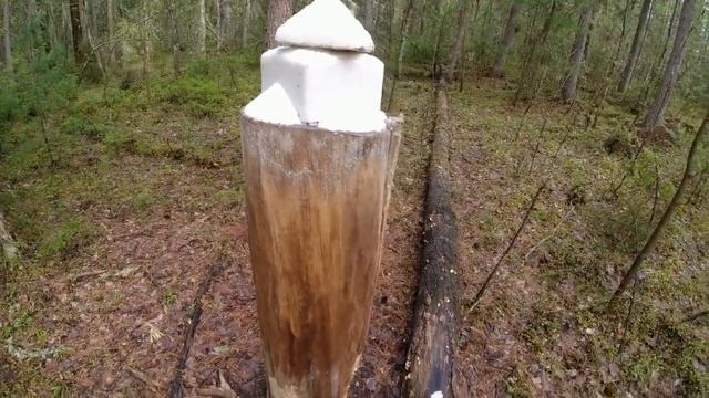 Эксперимент с фотоловушками Bushnell Филин 700 PR 3000 неожиданный результат три разных картины смотреть онлайн
