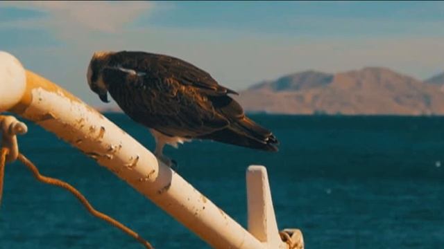 Презентация В. В. Вересаев "Перелётные птицы" смотреть онлайн