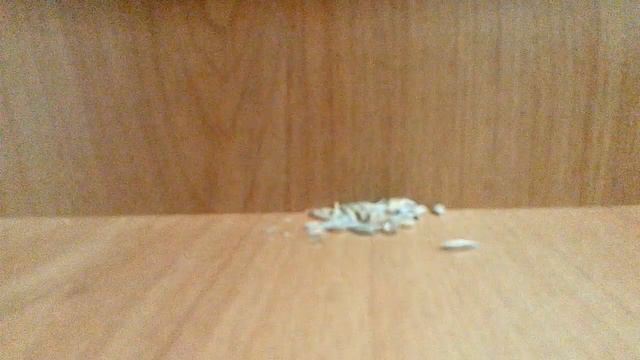 хомяки пацики и взаимная подписка 2 смотреть онлайн