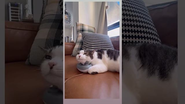 Удовлетворение киски с помощью игрушки: смотреть онлайн