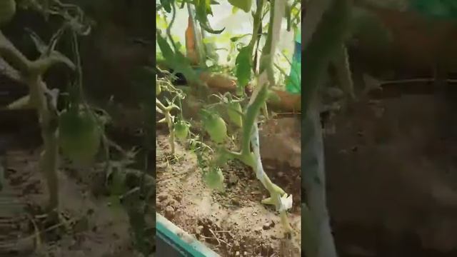 Томат Корнабель с Высокиничи, Калужская обл. Коротенький обзорчик. смотреть онлайн