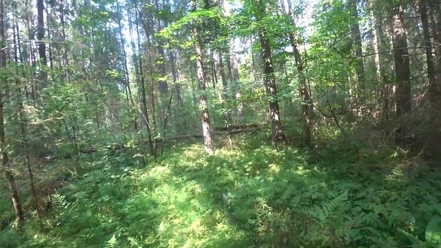 По грибы 25 июля. Киров. смотреть онлайн