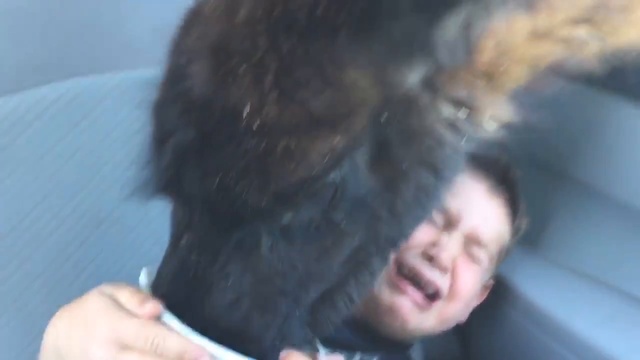 Лама атакует смотреть онлайн