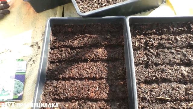 ВЕСНА/ Первые посевы в теплице/ Ранняя зелень/ редис/ капуста #ранниепосевы #деревня #работавтеплиц смотреть онлайн