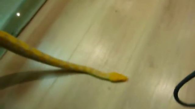 0.1 lavender dwarf reticulated python смотреть онлайн