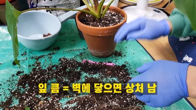 Homalomena Maggie Propagation 호말로메나 매기 식물 번식 키우기