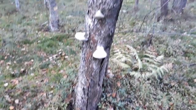 Грибной сезон закачивается!Приглашаю всех в Лес за положительными эмоциями и за грибами!!! смотреть онлайн