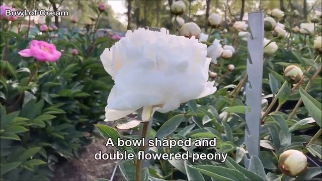 Peony Bowl of Cream - Peony Plants and Roots. Exclusive Flower Bulbs and Perennials from Holland. смотреть онлайн